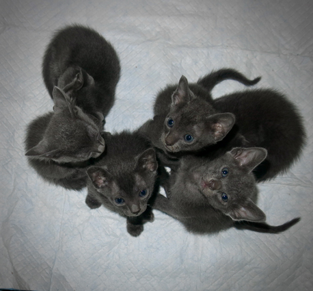Kittens at 4 weeks